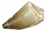 Fossil Mosasaur (Thalassotitan) Tooth - Morocco #353246-1